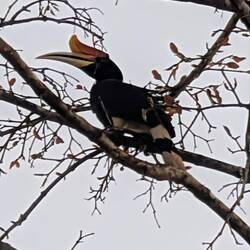 Nashorh-Hornbill