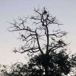 Win Baum voller Nasenaffen