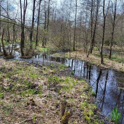 Sumpfgebiet der Lutter.