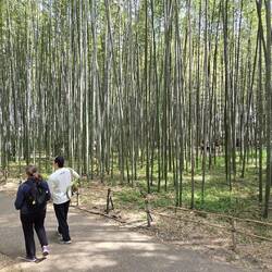 Bamboo forest