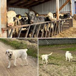 Nach diesem Bauernhof hat Yvonne 2 weisse Begleiter erhalten.