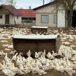 Auf der Fahrt entdeckten wir eine grosse Entenfarm