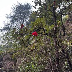 Cette fleur (Rhododendron) est ce que l'Edelweiss est à la Suisse