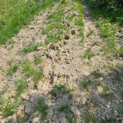 The cow path