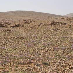 Blauer Blumenteppich! Woher wohl die Energie für das Blau Blühen kommt?