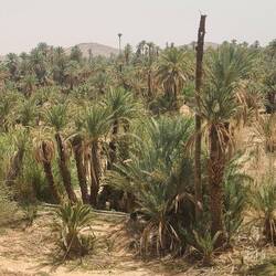 Palmengarten, Dattelpalmen, aber zu trocken für Früchte! Auch die algerischen Grenze ist nah!