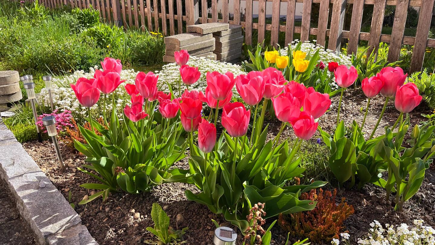 Unsere Tulpen zuhause