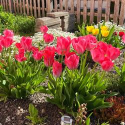Unsere Tulpen zuhause
