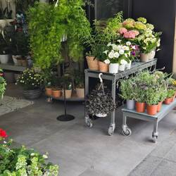 Flowers and vegies everywhere.