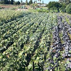 Bei uns noch nicht mal eingepflanzt hier schon erntereif
