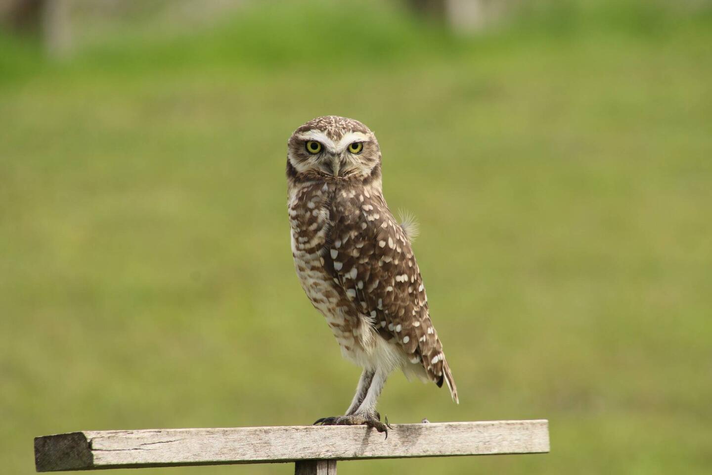Burrowing Owl