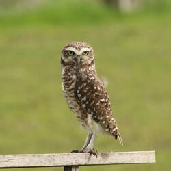 Burrowing Owl