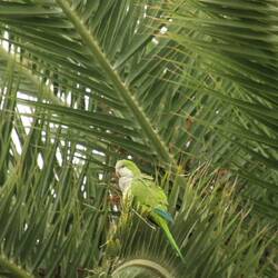Monk Parakeet