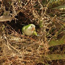 I dr Ifahrt boue d’Parakeets flissig a de Näschter.
