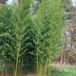 Ein Bambuswald im Wald🌳