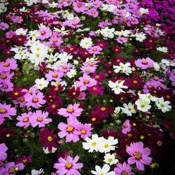 Garden Cosmos ... Bologna in Fiore @ Piazza Minghetti.