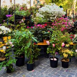 Bologna in Fiore @ Piazza Minghetti.