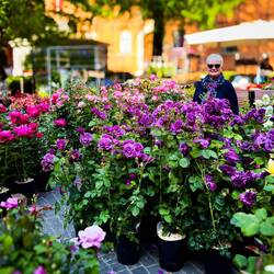 Roses galore ... Bologna in Fiore @ Piazza Minghetti.