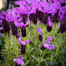 Lavanda Stoechas ... commonly Spanish Lavender ... Bologna in Fiore @ Piazza Minghetti.