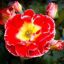 One of the many rose varieties @ Bologna in Fiore @ Piazza Minghetti.