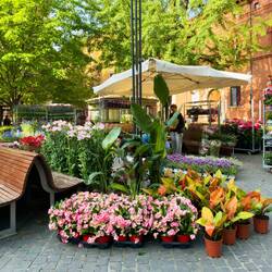 Bologna in Fiore @ Piazza Minghetti.