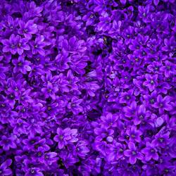 Campanula Ambella ... Bologna in Fiore @ Piazza Minghetti.