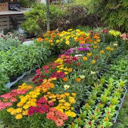 Bologna in Fiore @ Piazza Minghetti.