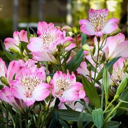 Peruvian Lily ... Bologna in Fiore @ Piazza Minghetti.