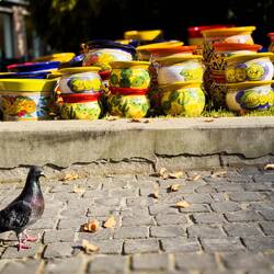 We're not the only ones visiting Bologna in Fiore @ Piazza Minghetti.