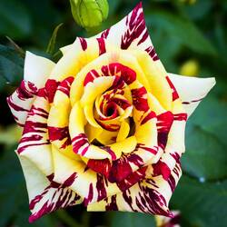 Abracadabra ... Bologna in Fiore @ Piazza Minghetti.