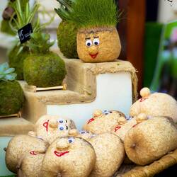Mr. Grass Head at the Kokedama (moss ball) stall @ Bologna in Fiore @ Piazza Minghetti.