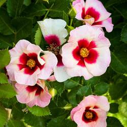 Aria Babylon Eyes ... Bologna in Fiore @ Piazza Minghetti.