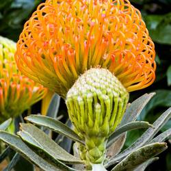 Pincushion Protea ... Bologna in Fiore @ Piazza Minghetti.