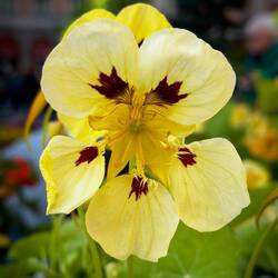 Nasturtium "Cream Troika" ... Bologna in Fiore @ Piazza Minghetti.