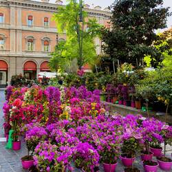 Bougainville ... Bologna in Fiore @ Piazza Minghetti.