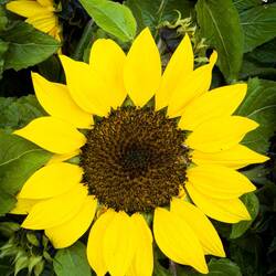 Girasole (Common Sunflower) ... Bologna in Fiore @ Piazza Minghetti.
