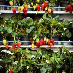 Strawberry plants ... Bologna in Fiore @ Piazza Minghetti.