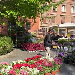 Bologna in Fiore @ Piazza Minghetti.