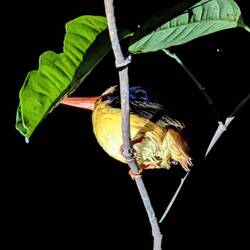 Der kleinste Kingfisher