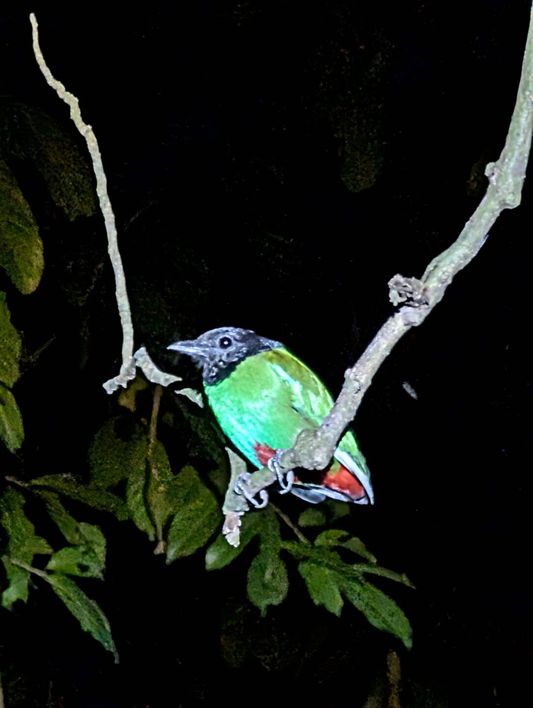 Kappenpitta