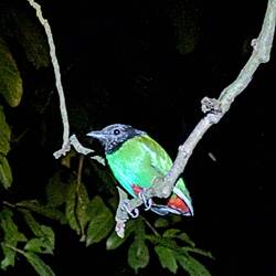 Kappenpitta