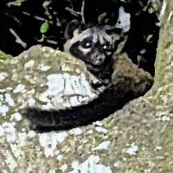 Asian Palm Civet