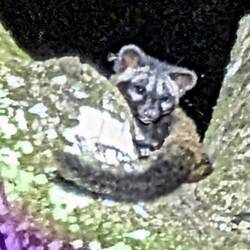 Asian Palm Civet