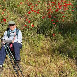 Poppies ready for Anzac Day