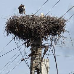 Stork (?) nest