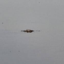 Stein oder Krokodil?
