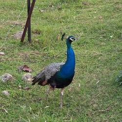 Pfau in freier Wildbahn