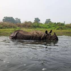 Nashörner chillen mehrfach täglich im Wasser, wenn ihnen nach etwas Abkühlung ist