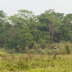 Pfau im Flug