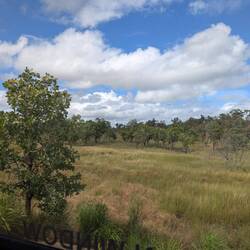 Vegetation - trying to photograph ant hills quite unsuccessfully.